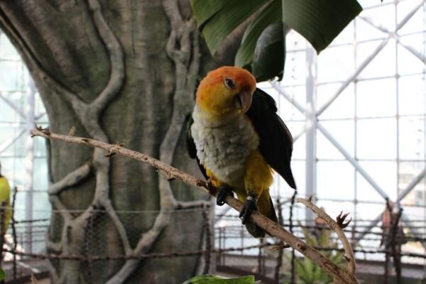 Cuban Amazon Parrot